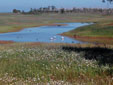 Platalea leucorodia