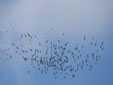 Grus grus