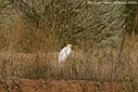 Egretta alba