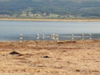 Phoenicopterus roseus