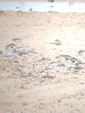 Calidris alba