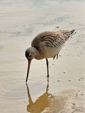 Limosa lapponica