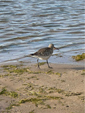 Limosa lapponica