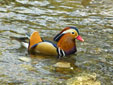 Aix galericulata
