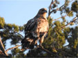 Aquila adalberti