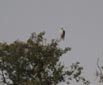 Elanus caeruleus