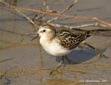 Calidris minuta