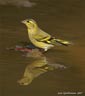 Carduelis spinus