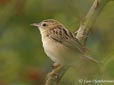 Cisticola juncidis