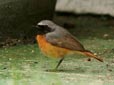 Phoenicurus phoenicurus