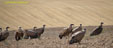 Gyps fulvus