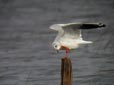 Larus ridibundus