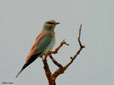 Coracias garrulus