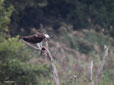 Pandion haliaetus