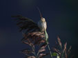 Acrocephalus paludicola