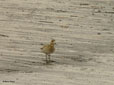 Pluvialis apricaria