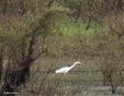 Egretta alba