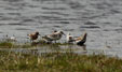 Calidris alba, calidris alpina