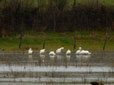 Platalea leucorodia