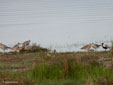 Charadrius squatarola, Calidris alpina, Limosa lapponica