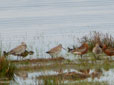 Limosa lapponica, Tringa nebularia