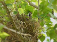 Passer hispaniolensis