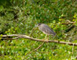 Nycticorax nycticorax