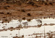 Calidris alba