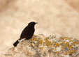 Oenanthe leucura