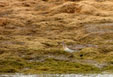 Calidris ferruginea