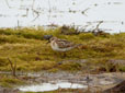 Calidris minuta