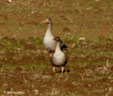 Anser brachyrhynchus