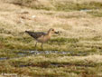 Philomachus pugnax