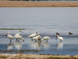 Platalea leucorodia