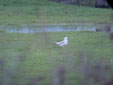Larus canus