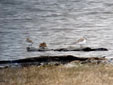 Calidris alba / Arenaria interpres