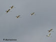 Platalea leucorodia
