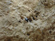 Tichodroma muraria