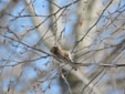Carduelis flammea