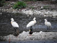 Platalea leucorodia