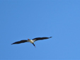 Ciconia nigra