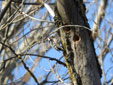 Dendrocopos minor