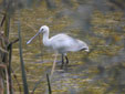 Platalea leucorodia