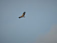 Aquila adalberti