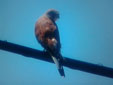 Falco naumanni