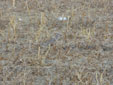 Charadrius morinellus