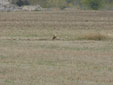 Buteo rufinus