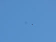 Aquila adalberti