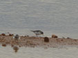 Calidris temminckii
