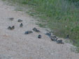 Passer hispaniolensis
